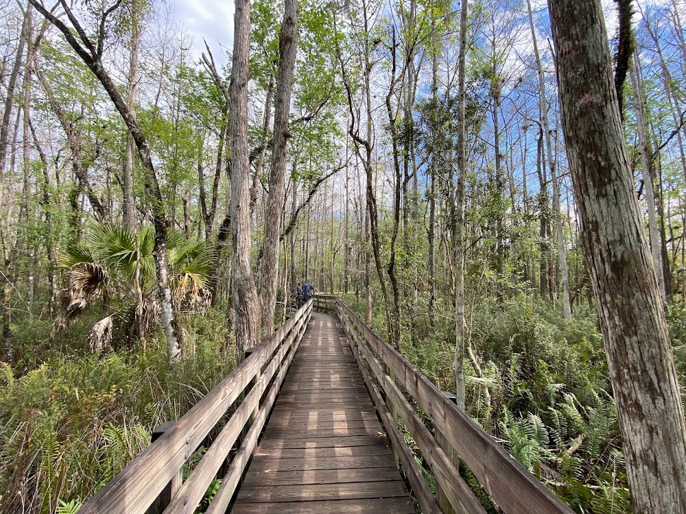 Six Mile Cypress Slough Preserve near Fort Myers, FL